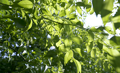乐鱼网学堂即将启幕